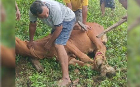 SEMARAK QURBAN LAZ SIDOGIRI 1445 H CABANG SUMENEP