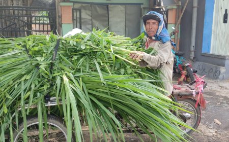 PENJUAL RUMPUT DENGAN HASIL YANG TIDAK MENENTU