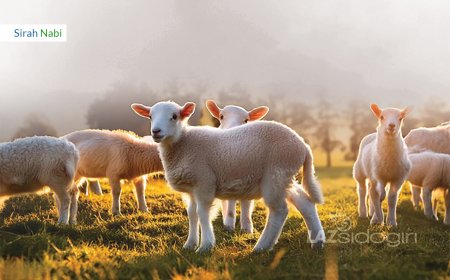 PERNIKAHAN RASULULLAH ﷺ DENGAN SAYIDAH ZAINAB DENGAN PESTA MENYEMBELIH DOMBA