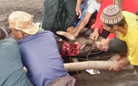 TUNAIKAN PROGRAM KEMANUSIAAN: LAZ SIDOGIRI BERBAGI QURBAN DI PASURUAN